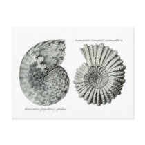 Ammonites Post Cards