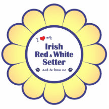 Amo a mi organismo rojo y blanco irlandés (el perr esculturas fotograficas