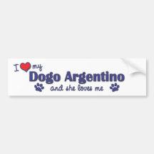 Amo mi Dogo Argentino (el perro femenino) Etiqueta De Parachoque