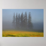 Among The Haze posters