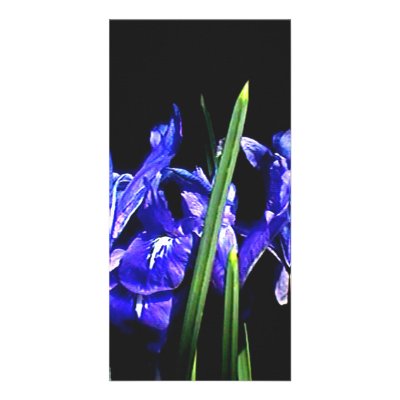 Among The Ladies The MUSEUM Zazzle Gifts Customized Photo Card by The_MUSEUM