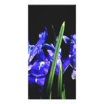 Among The Ladies The MUSEUM Zazzle Gifts photo cards