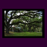 Amongst the Oaks
