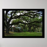 Amongst the Oaks Print