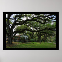 Amongst the Oaks Print