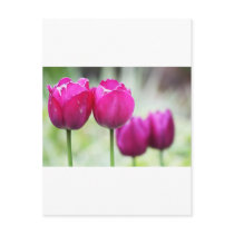 Amorous Couples postcards