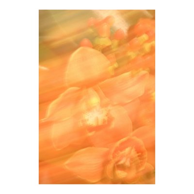 Amorous orchidea Poster by spacekat1031