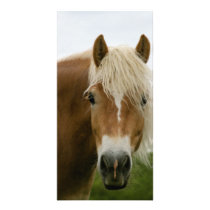 amos photo card template