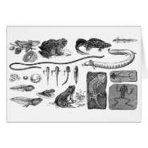 Amphibian Evolution Greeting Card