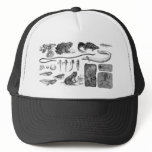 Amphibian Evolution Mesh Hat