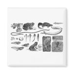 Amphibian Evolution Fridge Magnets