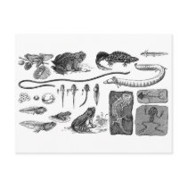 Amphibian Evolution Post Card