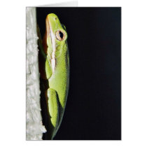 Amphibian Frog Green Frog On Wall cards