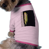 Amphibian Frog Green Frog On Wall pet clothing