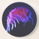 Amphipod Hyperiidae Hyperia Macrocephala Beverage Coasters