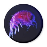 Amphipod Hyperiidae Hyperia Macrocephala Refrigerator Magnet