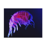 Amphipod Hyperiidae Hyperia Macrocephala Postcard