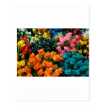 Amsterdam Tulips Postcard