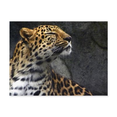 "Amur King" Postcard by soyrwoo