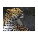 "Amur King" Postcard