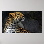 Amur King Print