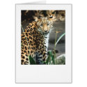 Amur Leopard cards