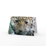 Amur Leopard  Greeting Cards