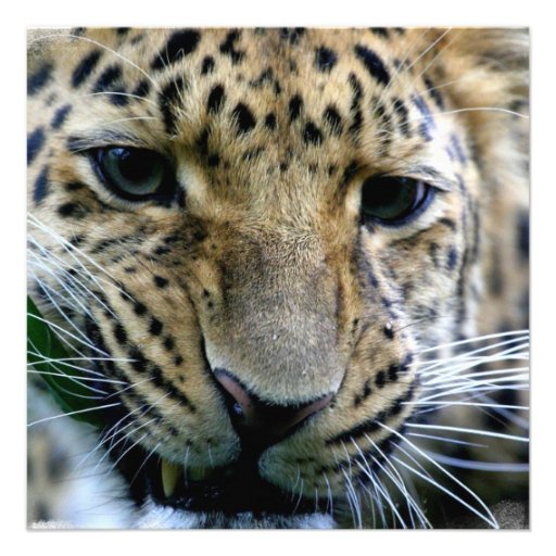 Amur Leopard Invitations
