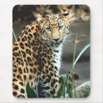 Amur Leopard mousepads by trevor_hirst Amur Leopard mousepads