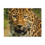Amur Leopard Postcards