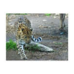 Amur Leopard Post Card