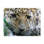 Amur Leopard  Postcards