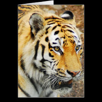Amur Tiger cards
