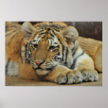 Amur Tiger Cub Posters