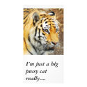 Amur Tiger, I’m just a big pussy cat really.... photo cards
