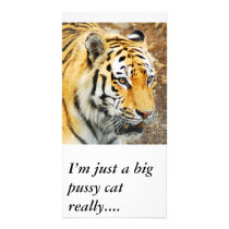 Amur Tiger, I’m just a big pussy cat really.... photo cards