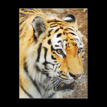 Amur Tiger postcards