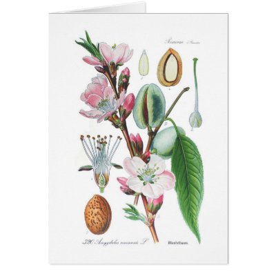 Amygdalus communis (Almond) Card by Botany_Boy