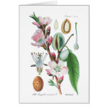 Amygdalus communis (Almond) Card