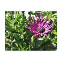 An African Daisy In My Patio Garden Post Cards