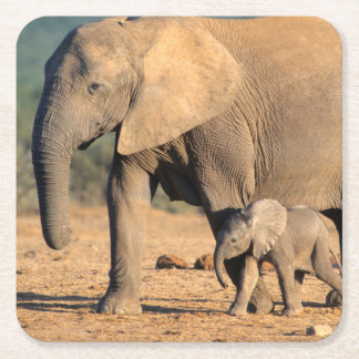 african elephant research paper african elephant research paper