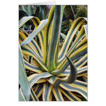 An Agave Cactus Not Blue Agave Though cards