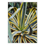 An Agave Cactus Not Blue Agave Though Card
