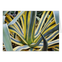 An Agave Cactus Not Blue Agave Though cards