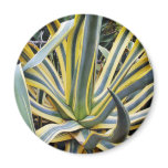 An Agave Cactus Not Blue Agave Though Refrigerator Magnet