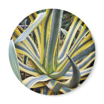 An Agave Cactus Not Blue Agave Though magnets