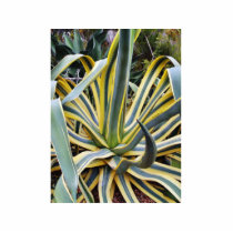 An Agave Cactus Not Blue Agave Though photo sculptures by lifesphere An Agave Cactus Not Blue Agave Though photo sculptures