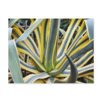 An Agave Cactus Not Blue Agave Though postcards