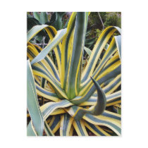 An Agave Cactus Not Blue Agave Though postcards by lifesphere An Agave Cactus Not Blue Agave Though postcards