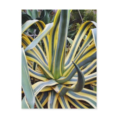 An Agave Cactus Not Blue Agave Though Post Cards by lifesphere